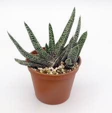 Gasteria blanc